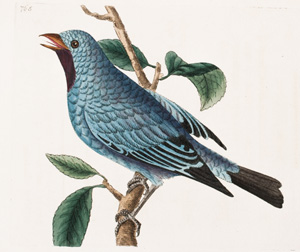 Silken-feathered Chatterer